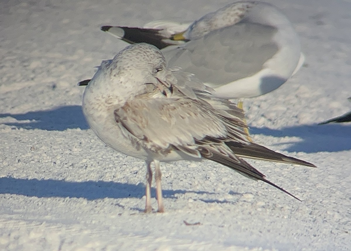 Möwe, unbestimmt - ML646804228