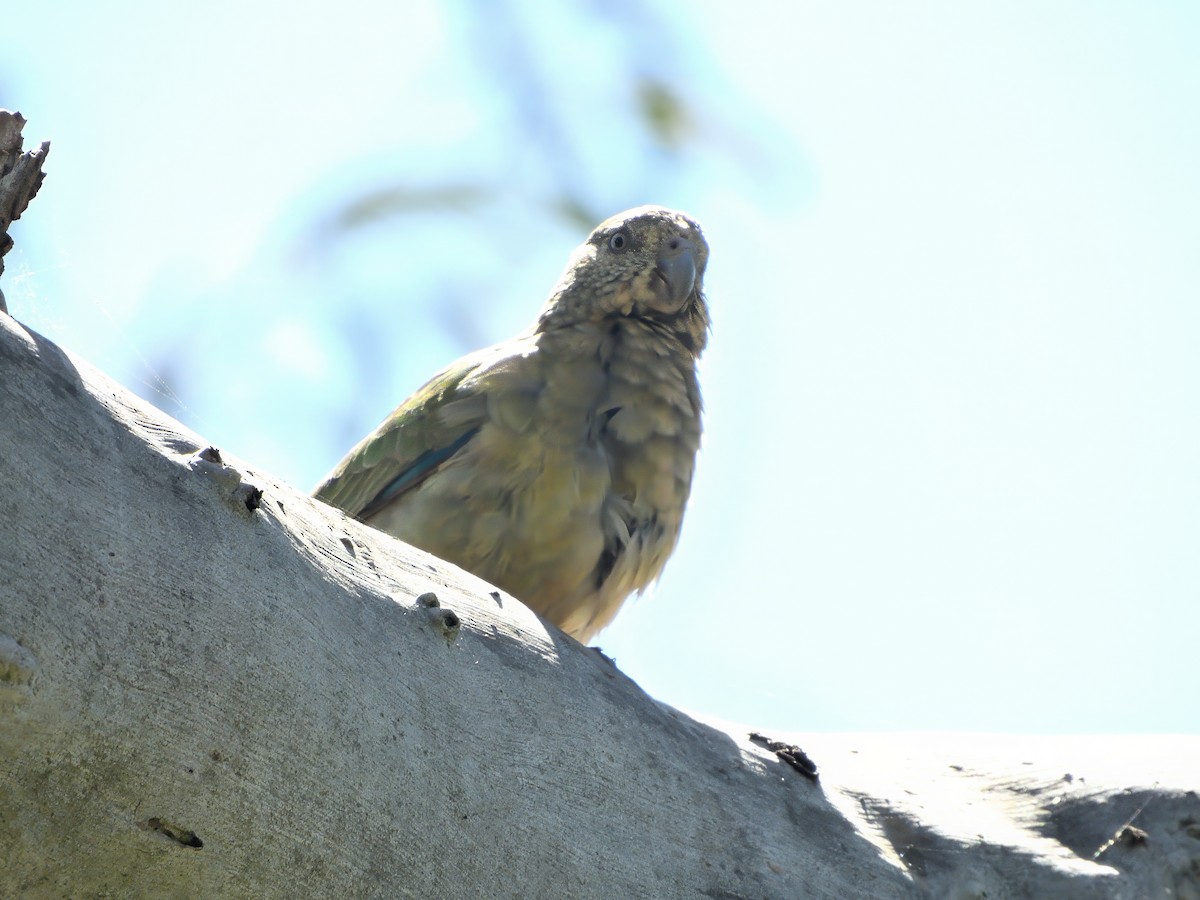 Kırmızı Belli Papağan - ML646804229