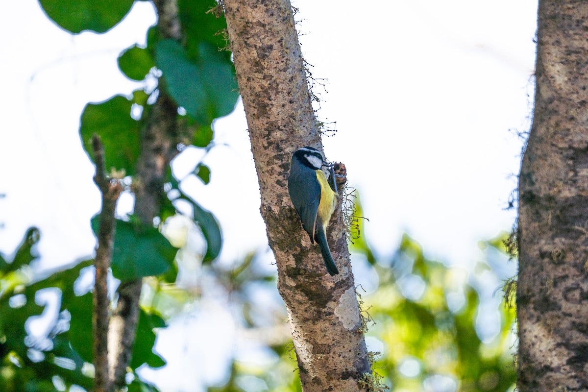 テネリフェアオガラ - ML646804232