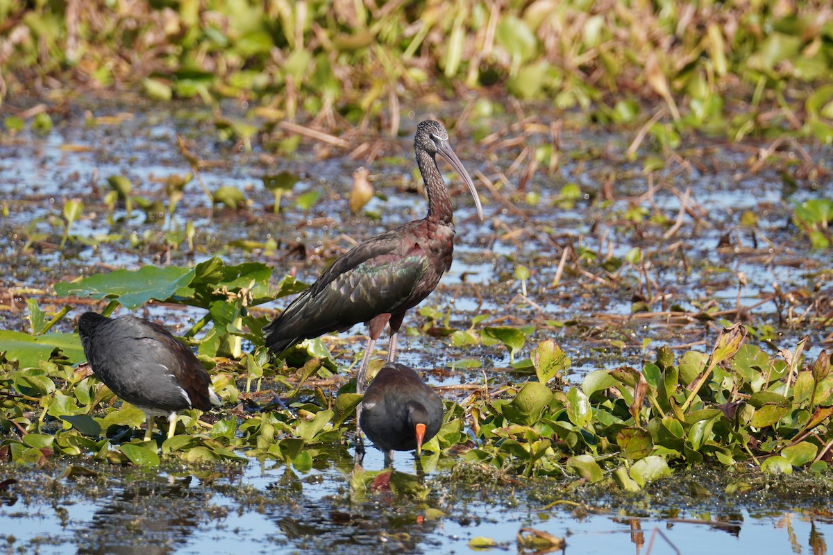 Гялаан билүүс - ML646804235