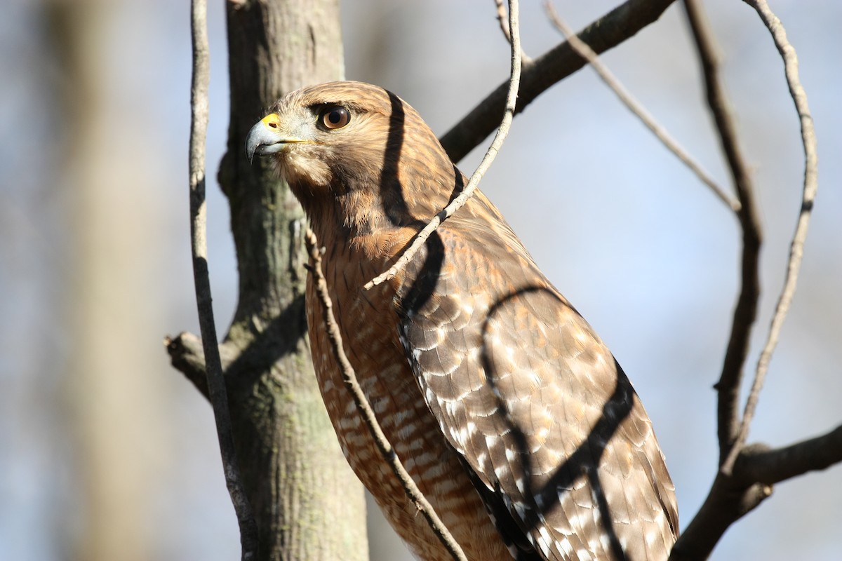 Red-shouldered Hawk - ML646804236