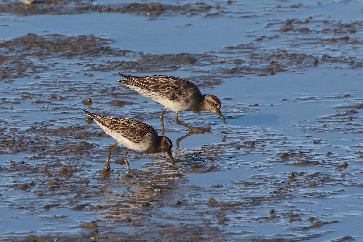 Sharp-tailed Sandpiper - ML646804238