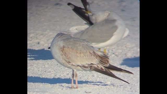 Möwe, unbestimmt - ML646804242