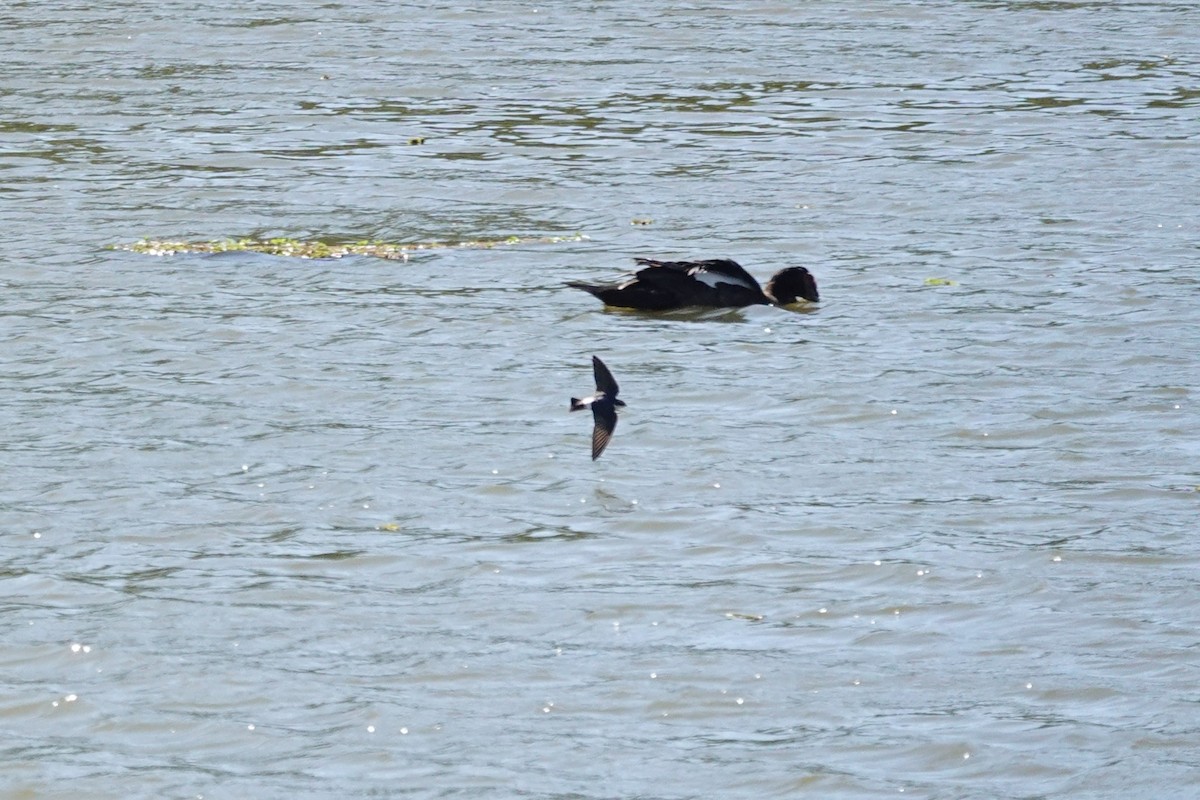 Білозорка лазурова - ML646804247