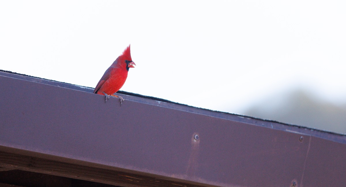 Cardinal rouge - ML646804248