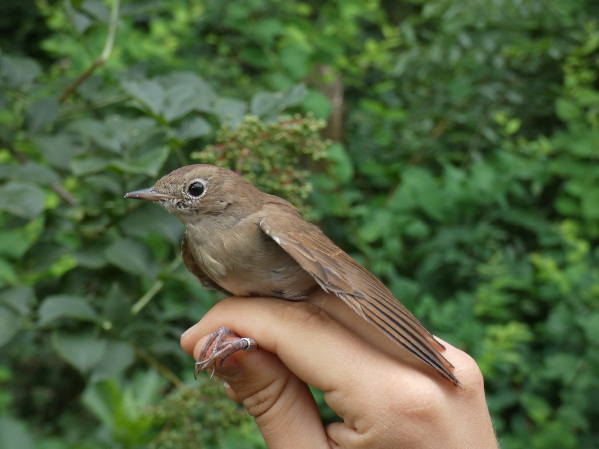Common Nightingale - ML646804249