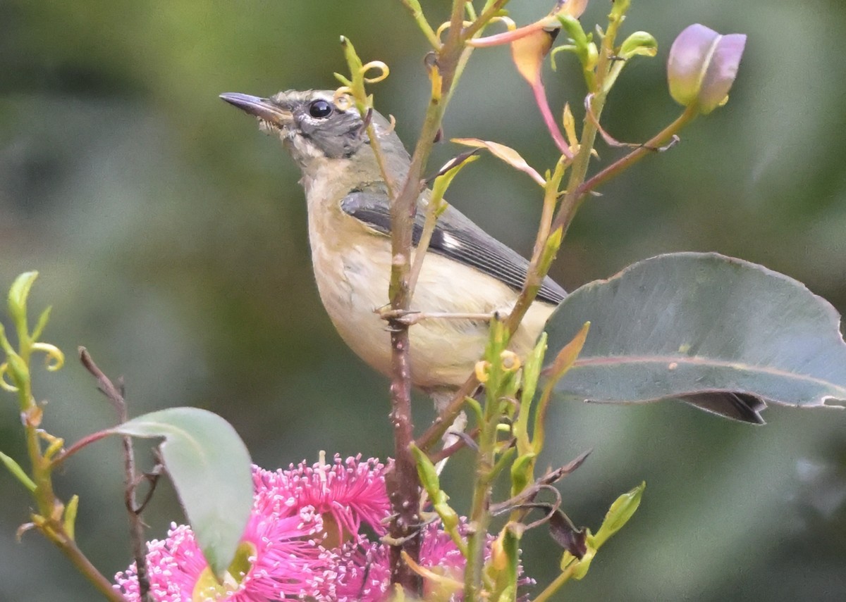 Black-throated Blue Warbler - ML646804250