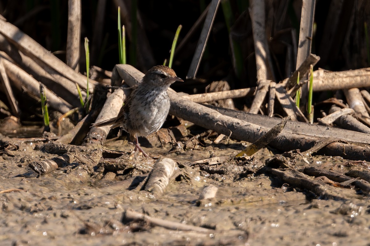 Zwergschilfsänger - ML646804251
