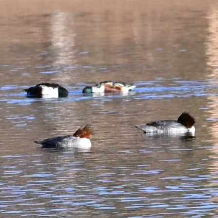 Northern Shoveler - ML646804253
