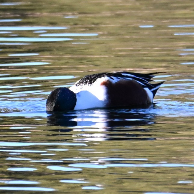 Northern Shoveler - ML646804254