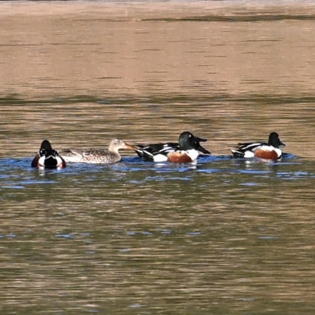 Northern Shoveler - ML646804255