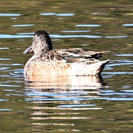 Northern Shoveler - ML646804256