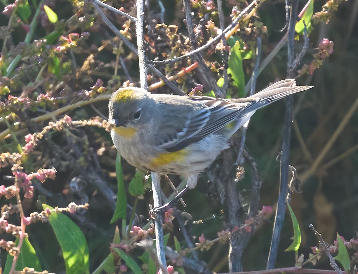 Yellow-rumped Warbler (Audubon's) - ML646804258