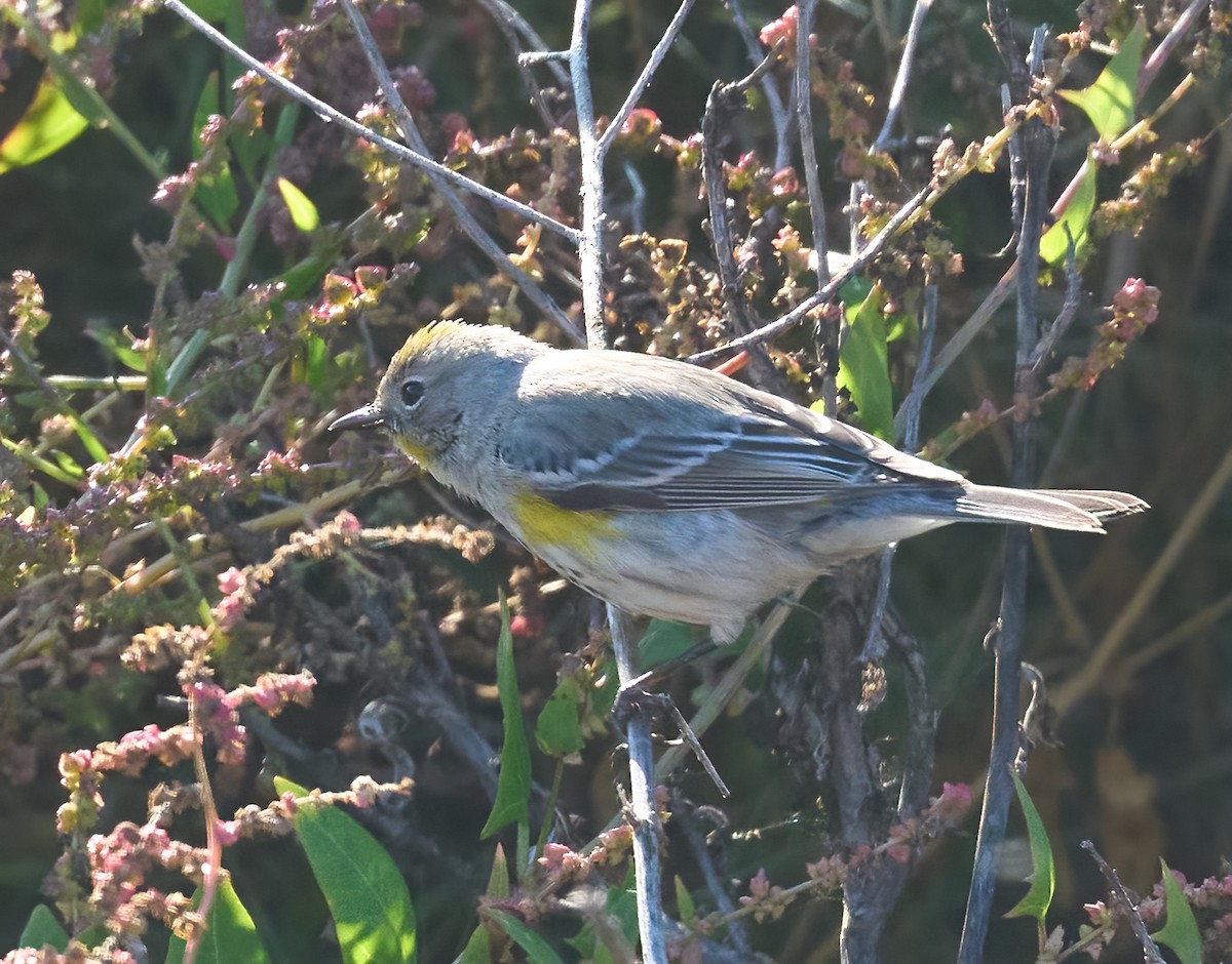 Yellow-rumped Warbler (Audubon's) - ML646804259