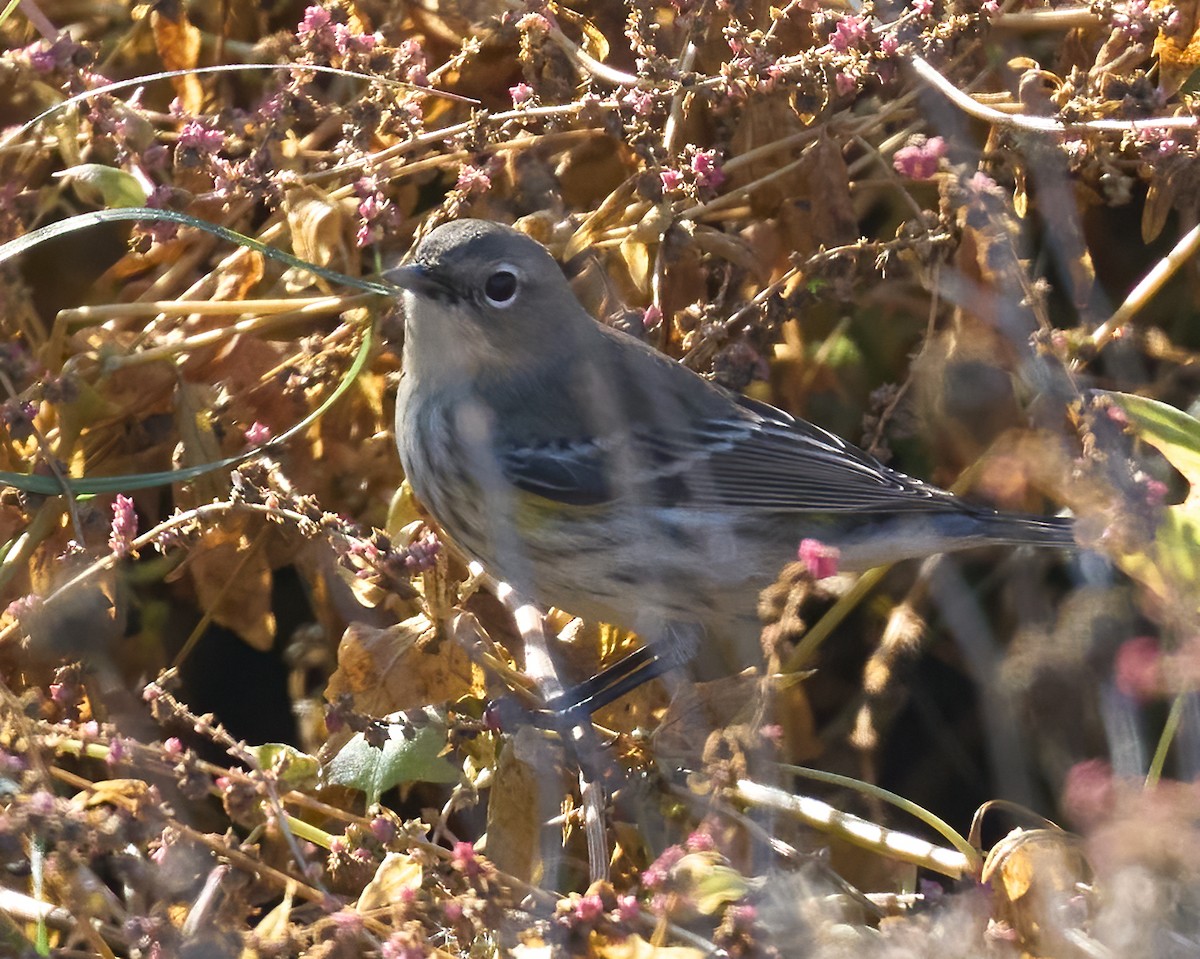 Yellow-rumped Warbler (Audubon's) - ML646804260