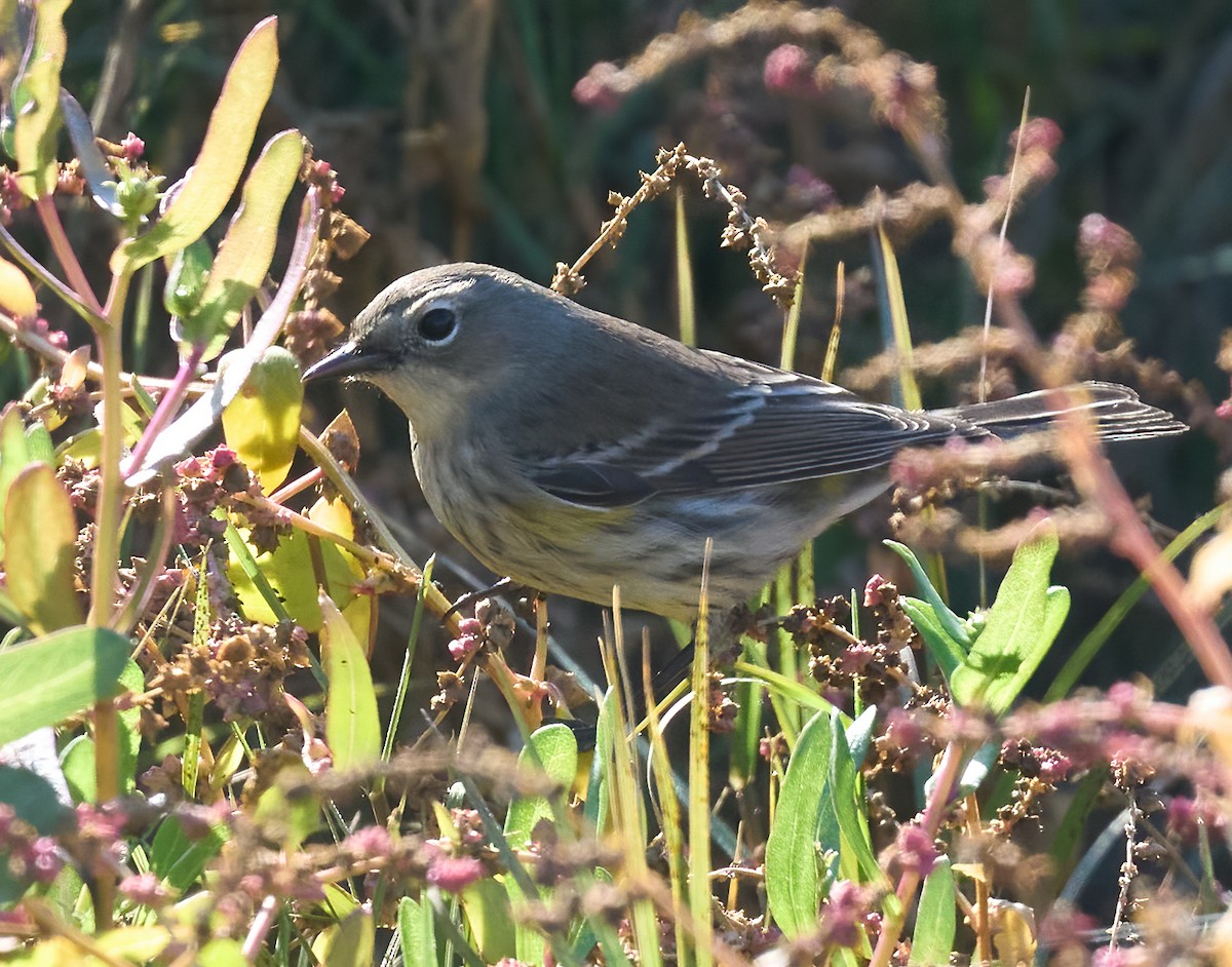 Yellow-rumped Warbler (Audubon's) - ML646804261