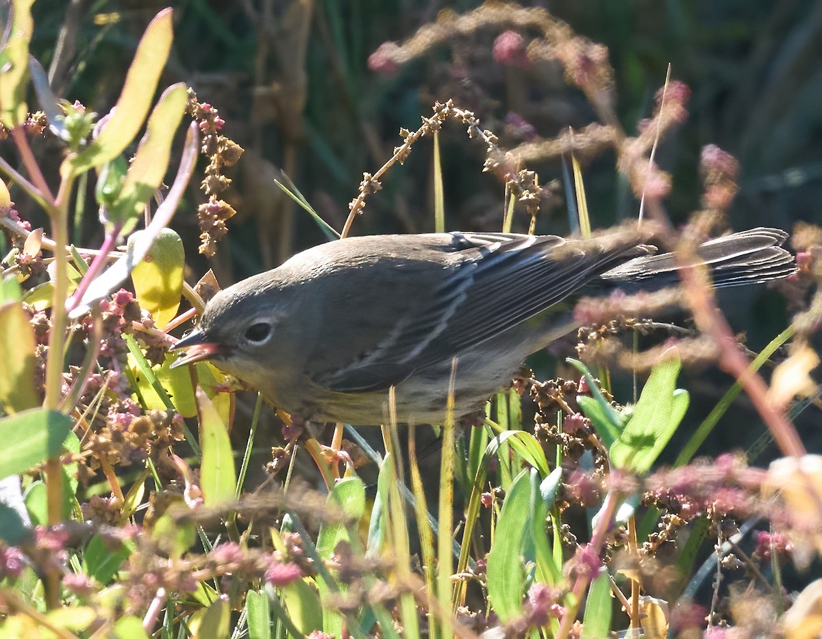 Yellow-rumped Warbler (Audubon's) - ML646804262