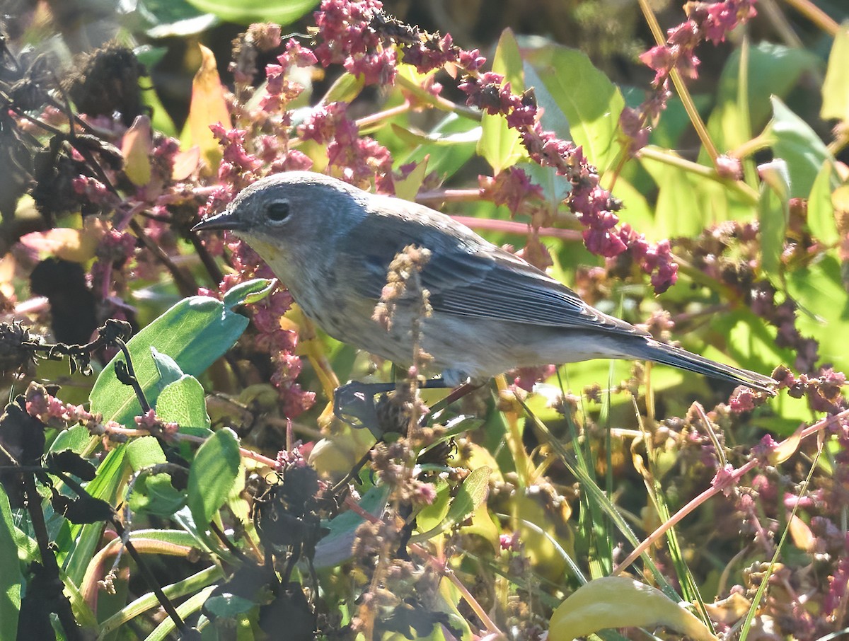 Yellow-rumped Warbler (Audubon's) - ML646804263