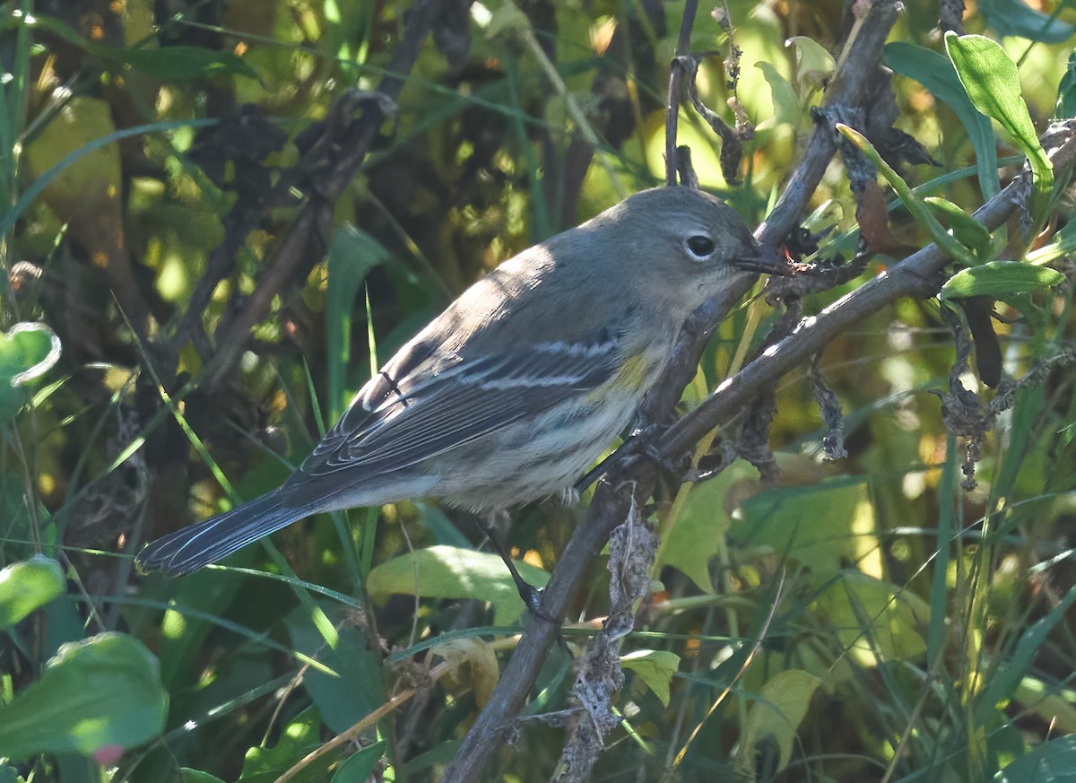 Yellow-rumped Warbler (Audubon's) - ML646804264