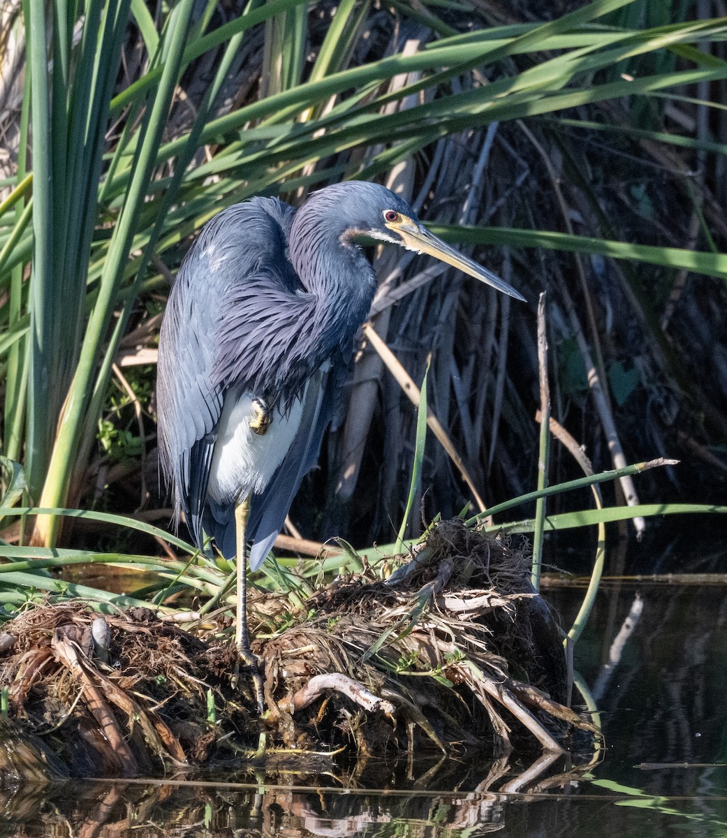 Tricolored Heron - ML646804265