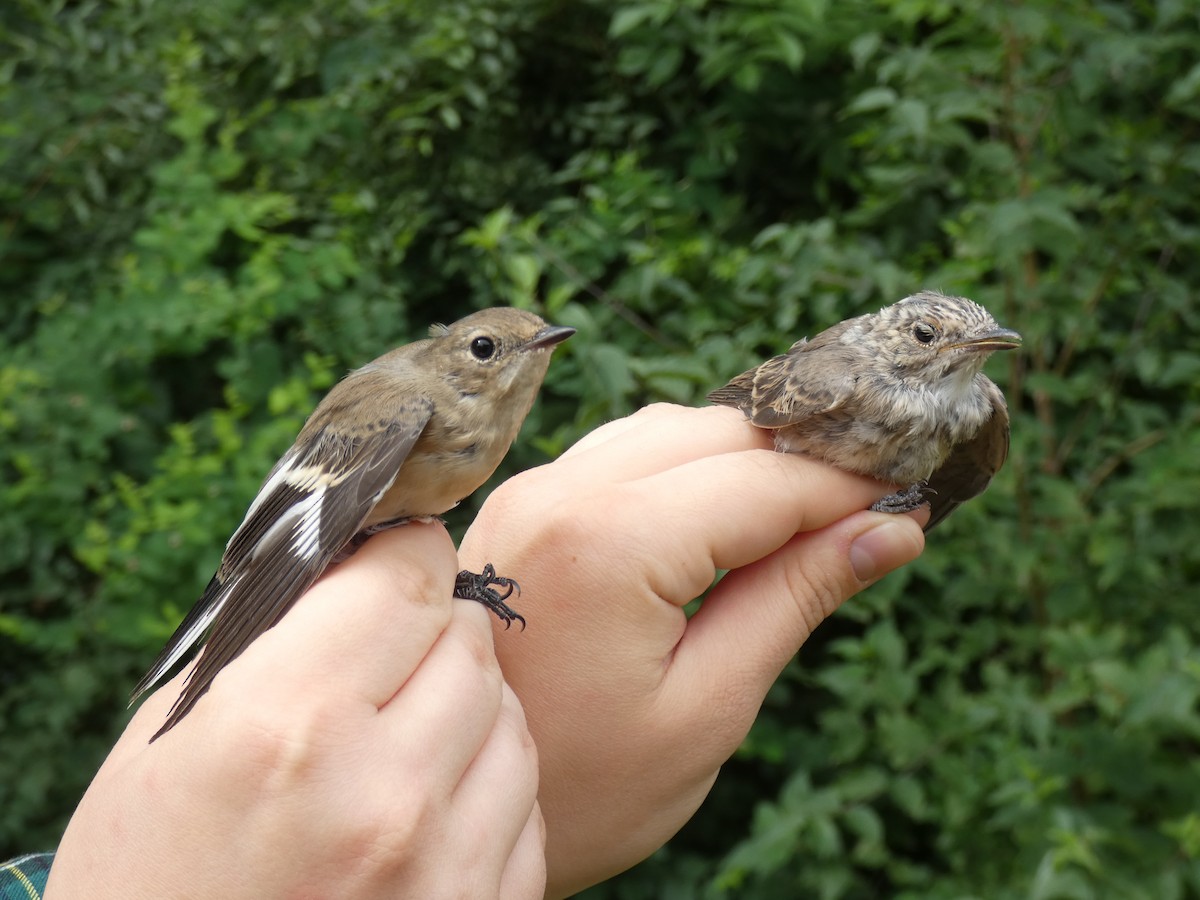 Euli-txori lepazuria - ML646804267