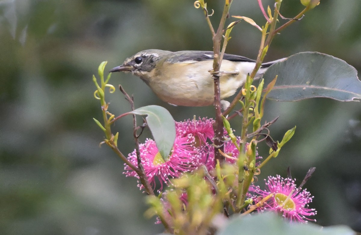 Black-throated Blue Warbler - ML646804268