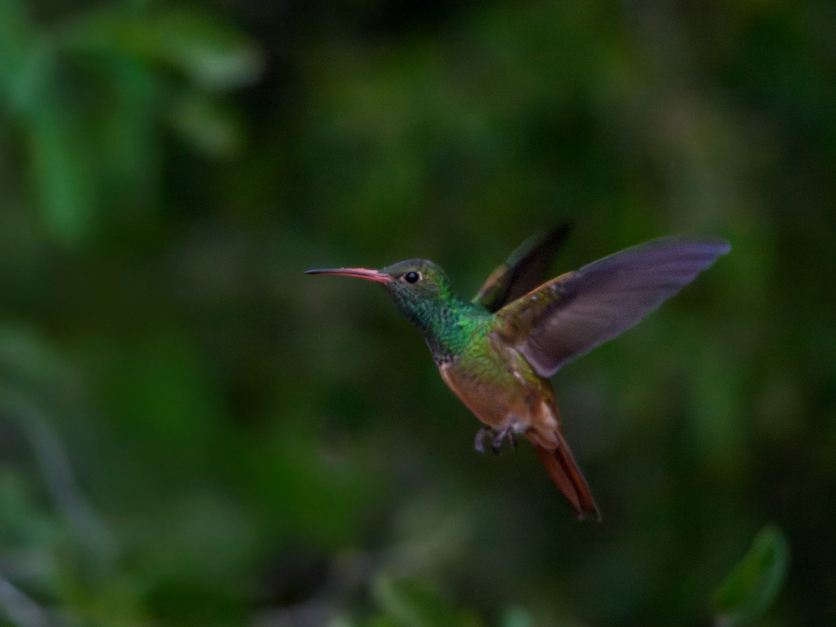 Юкатанская амазилия - ML646804269