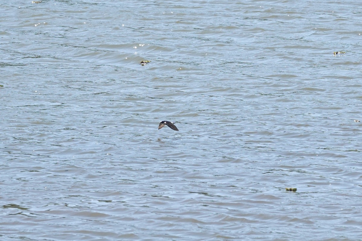 Білозорка лазурова - ML646804270