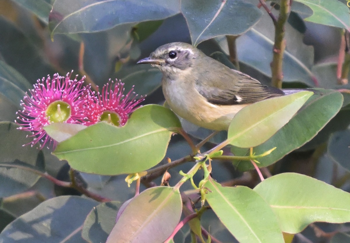 Black-throated Blue Warbler - ML646804271