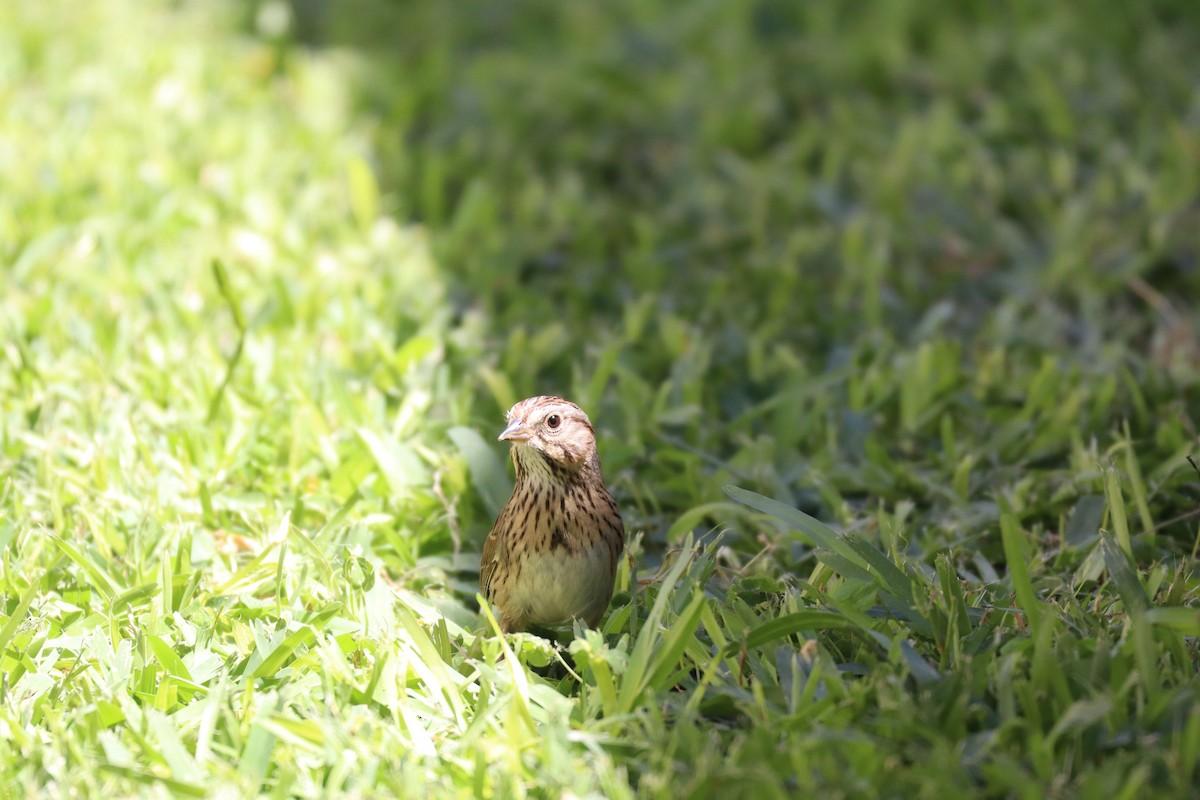 strnadec pruhohlavý - ML646804278