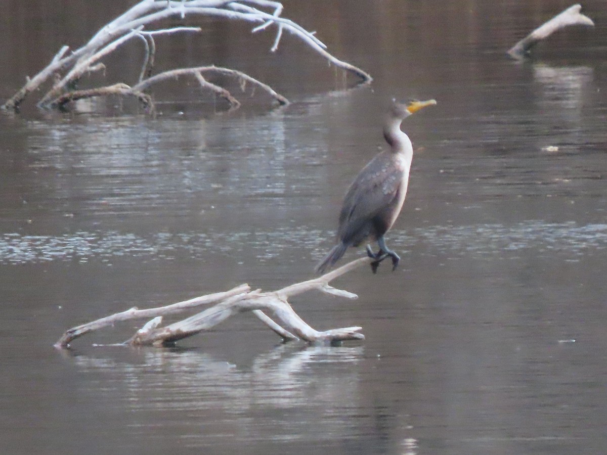 Cormoran à aigrettes - ML646804281