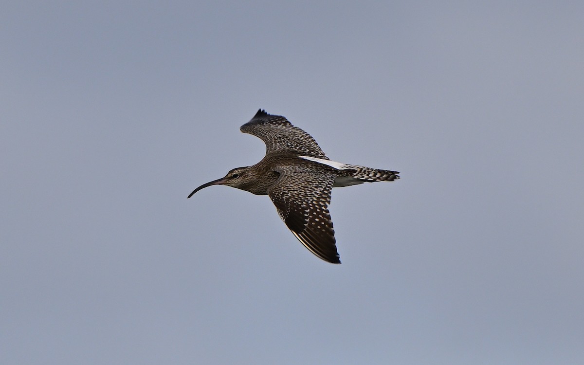 koliha malá - ML646804282