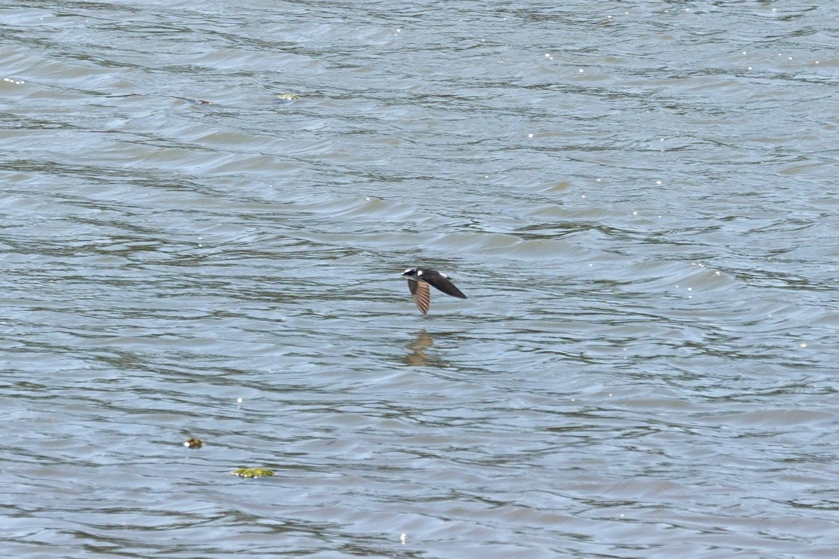 Білозорка лазурова - ML646804283