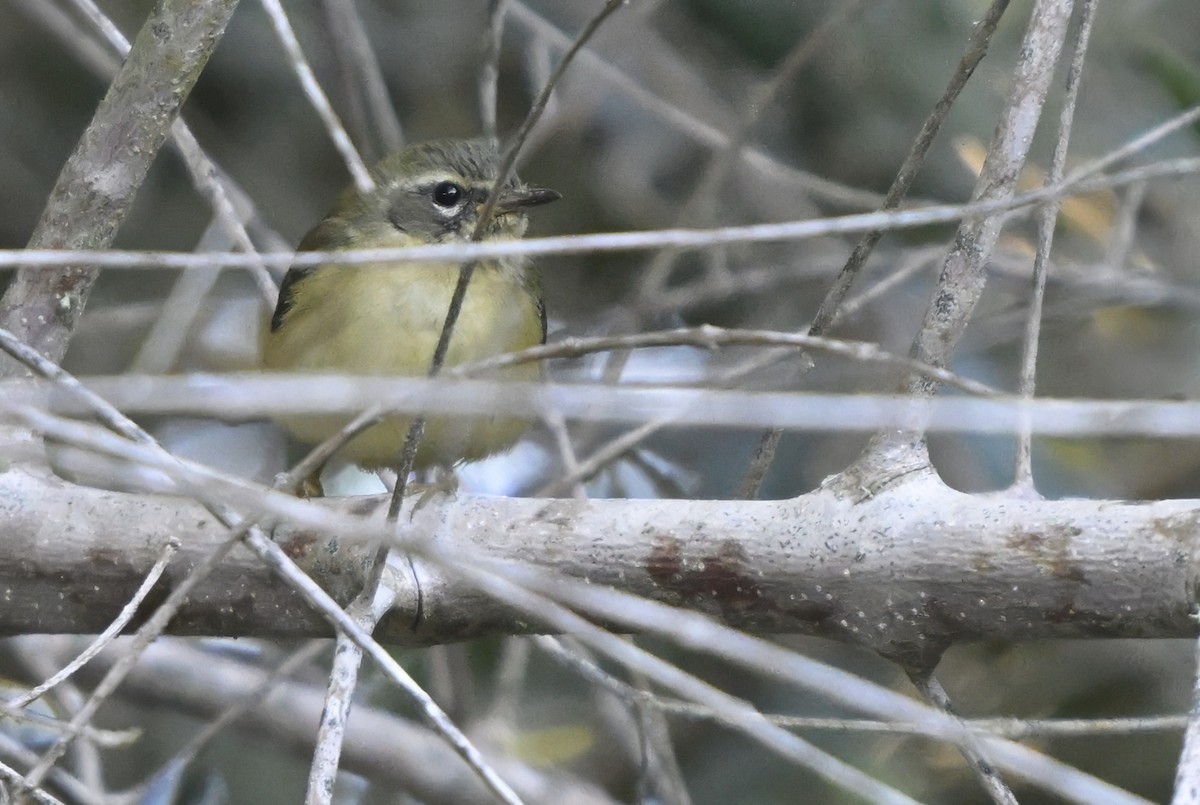 Black-throated Blue Warbler - ML646804284