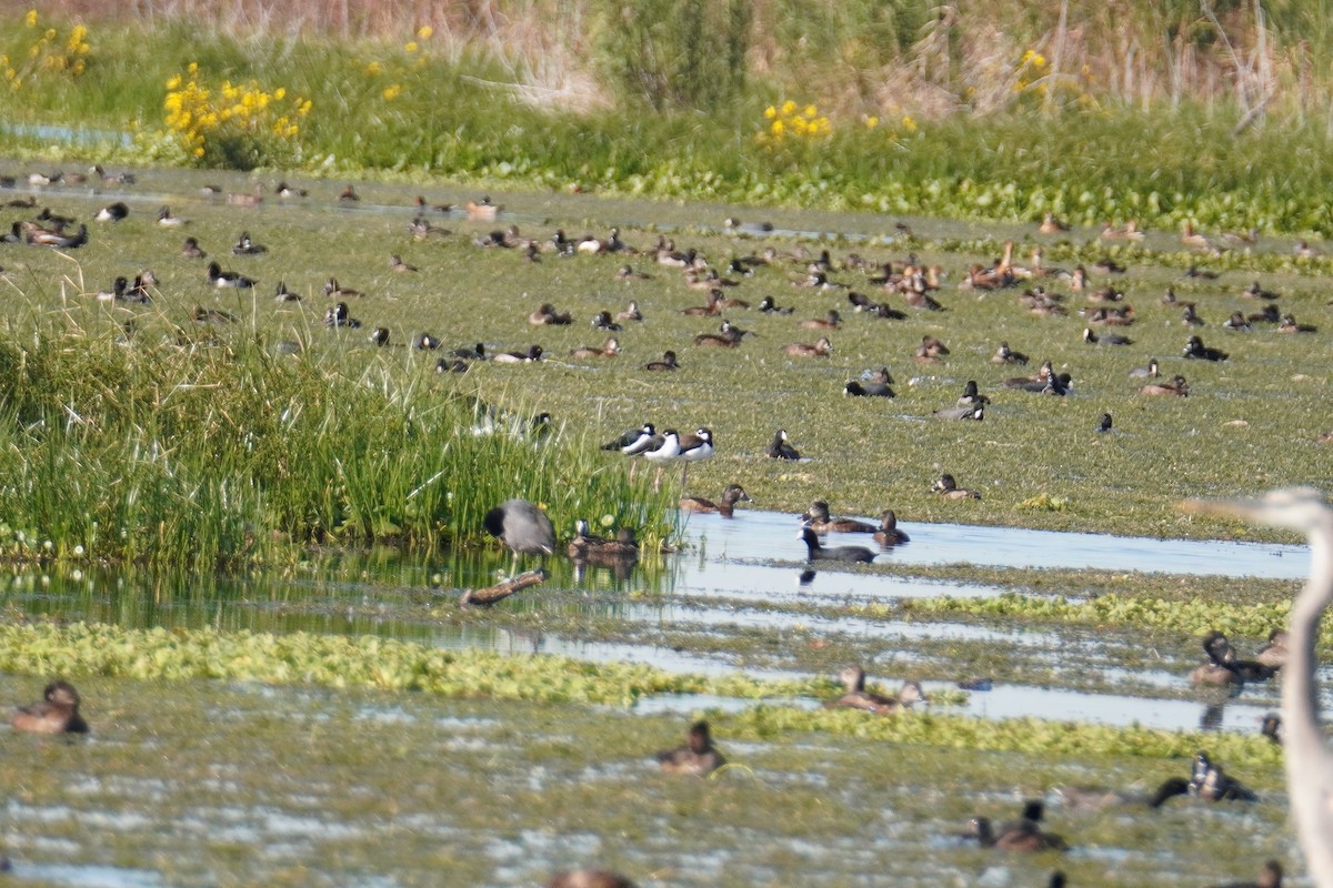 Black-necked Stilt - ML646804285