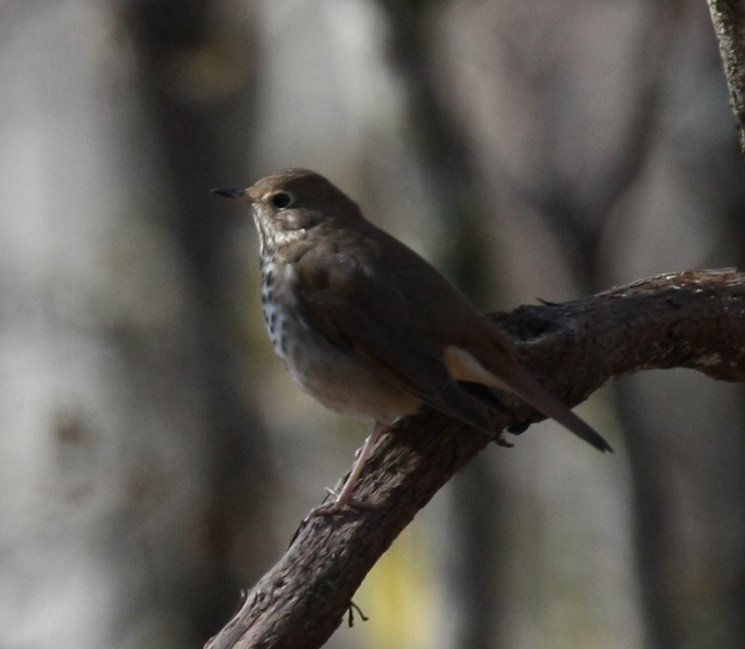 Hermit Thrush - ML646804286