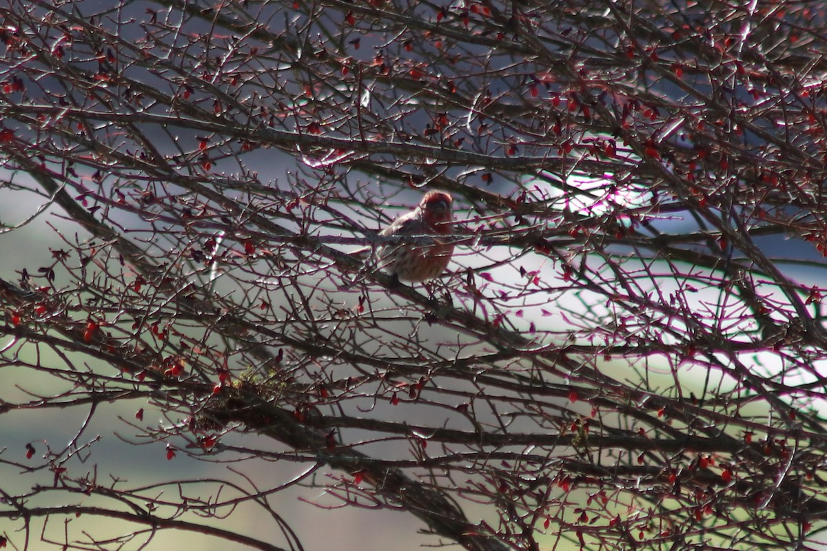 House Finch - ML646804293