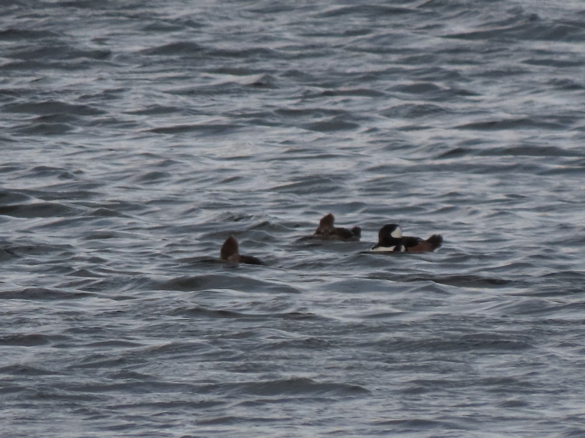 Hooded Merganser - ML646804294