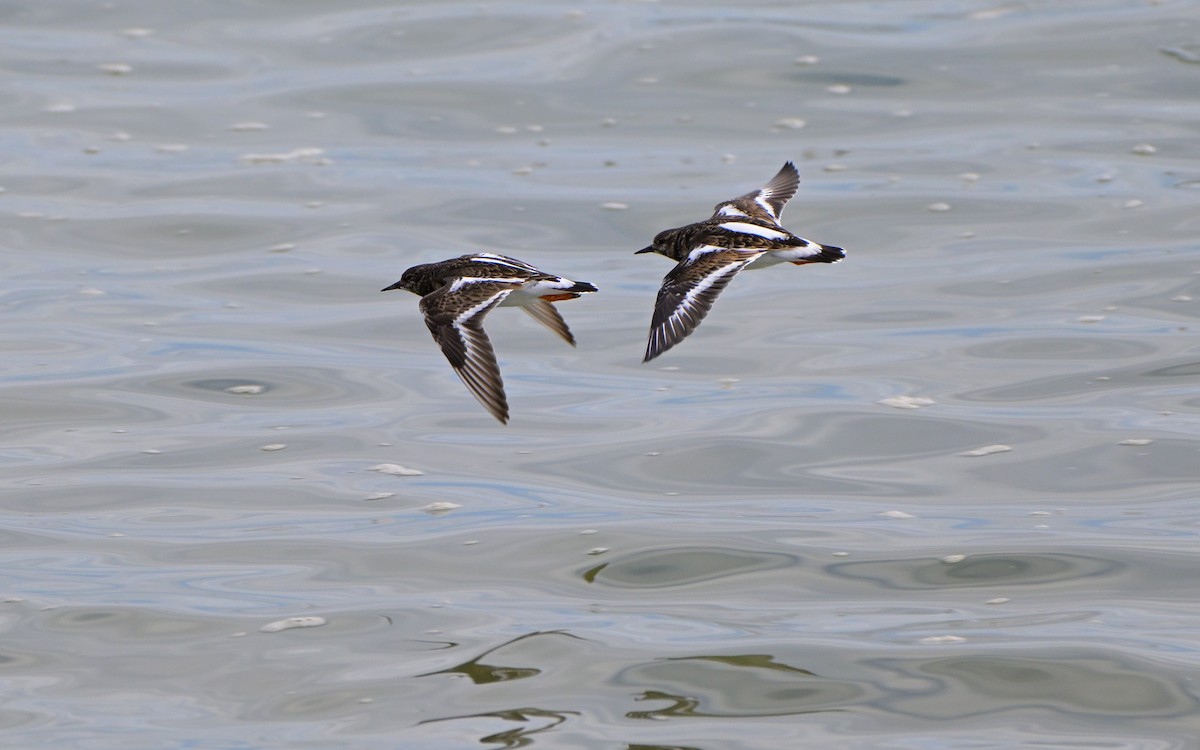 kamenáček pestrý - ML646804296