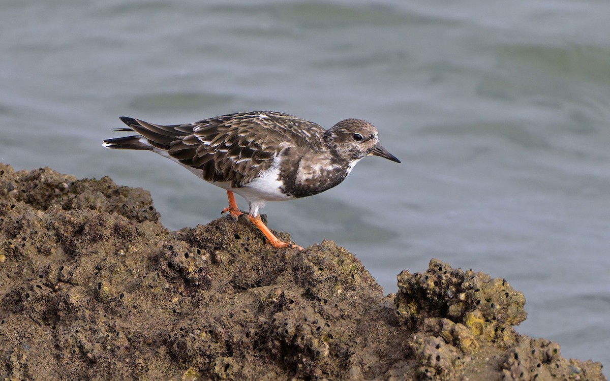 kamenáček pestrý - ML646804297