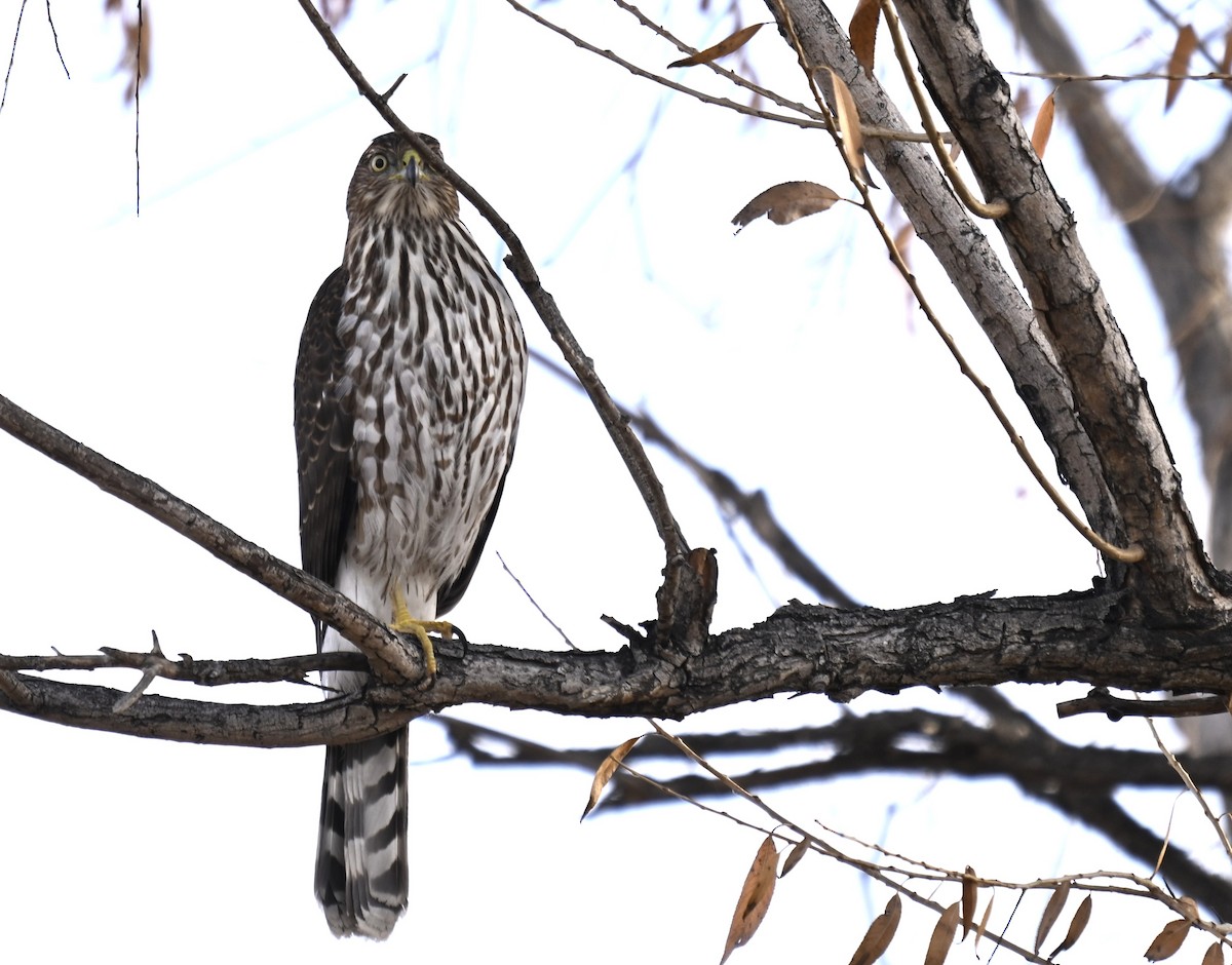 Cooper's Hawk - ML646804298