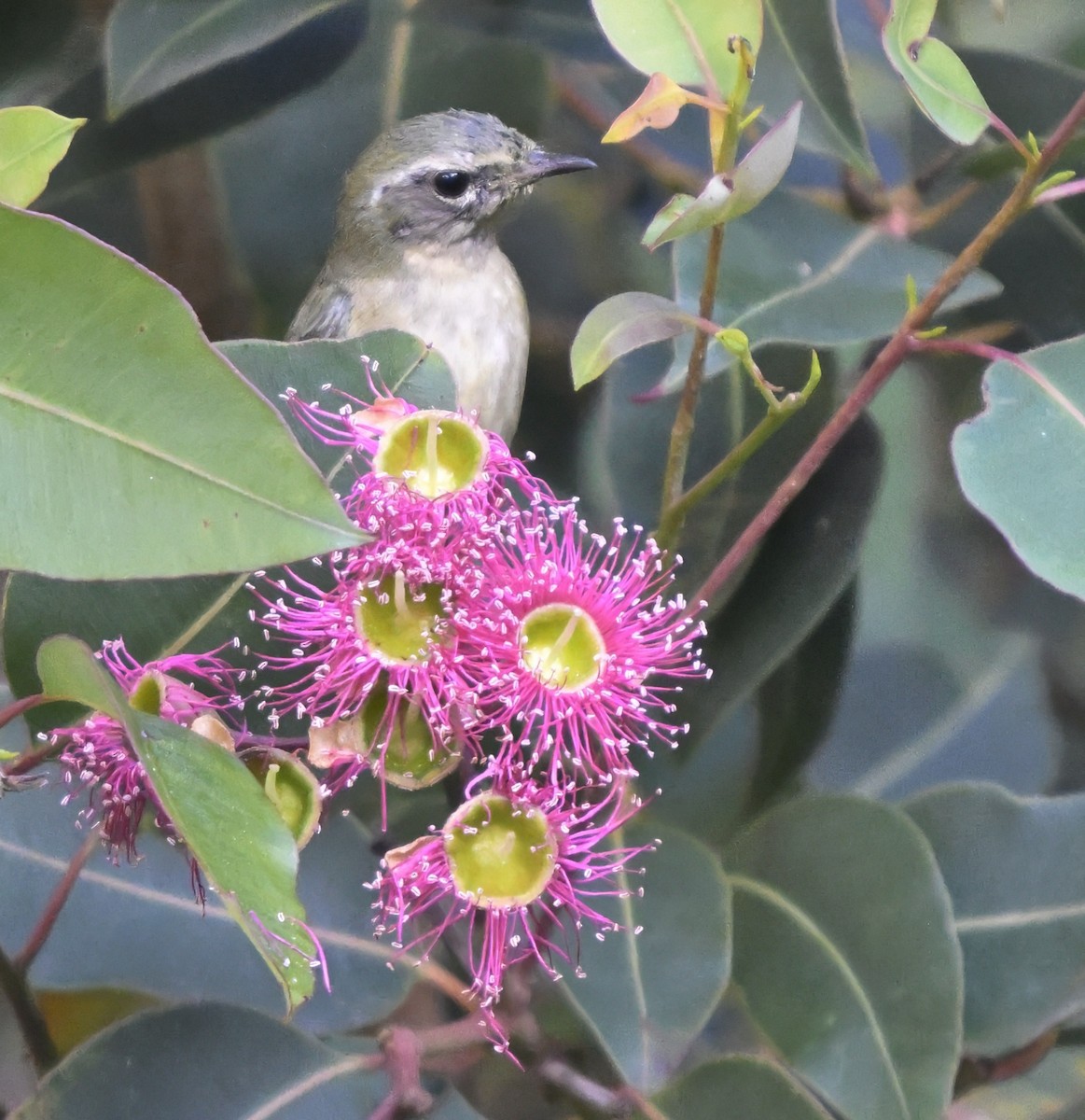 Black-throated Blue Warbler - ML646804299