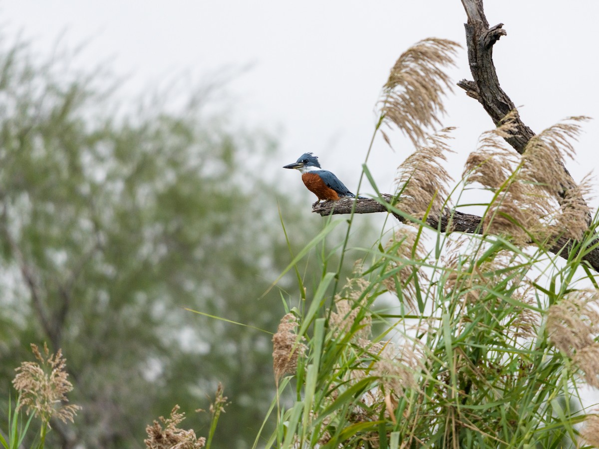 Красногрудый зимородок - ML646804300