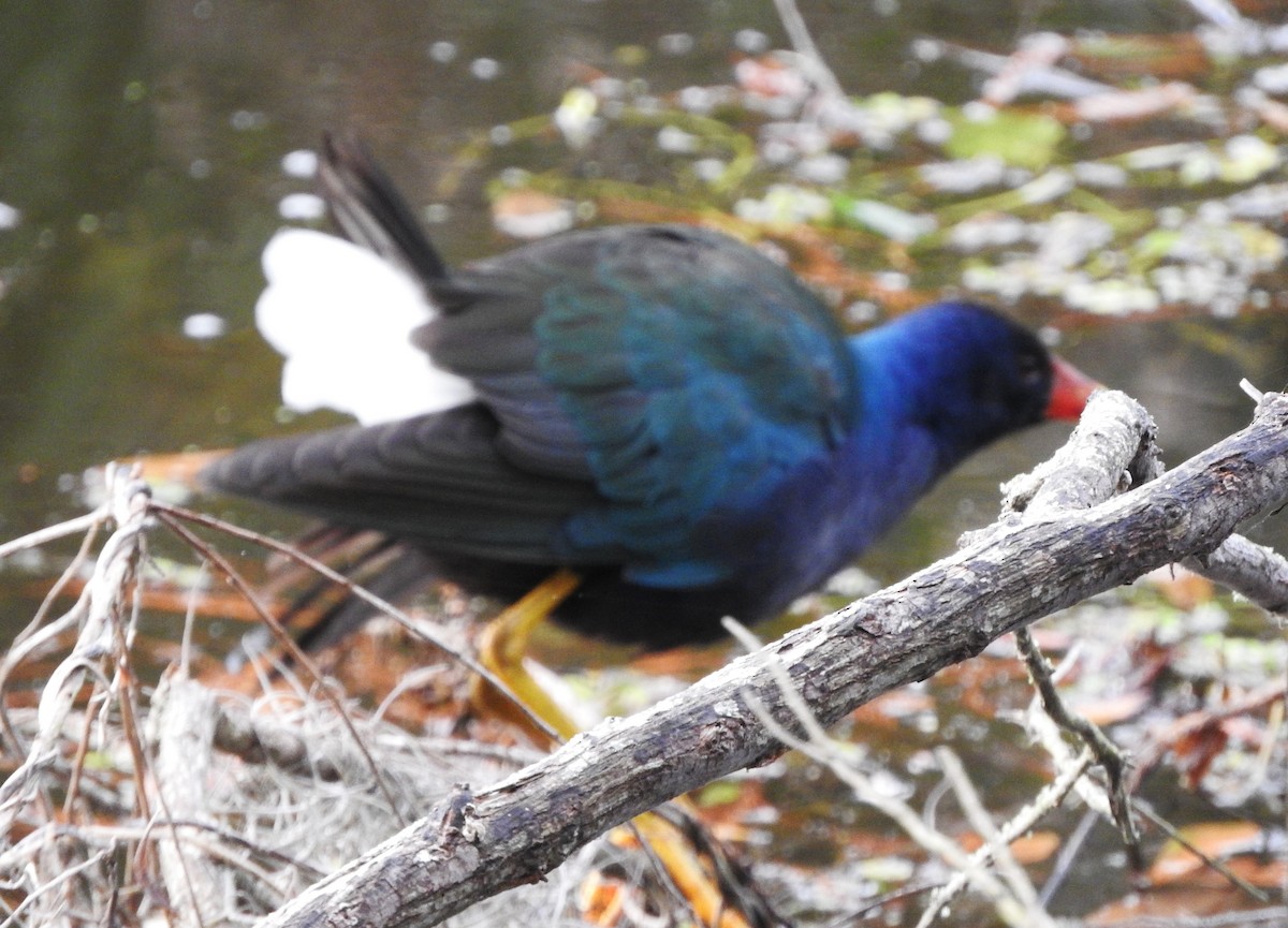 Малая султанка - ML646804301