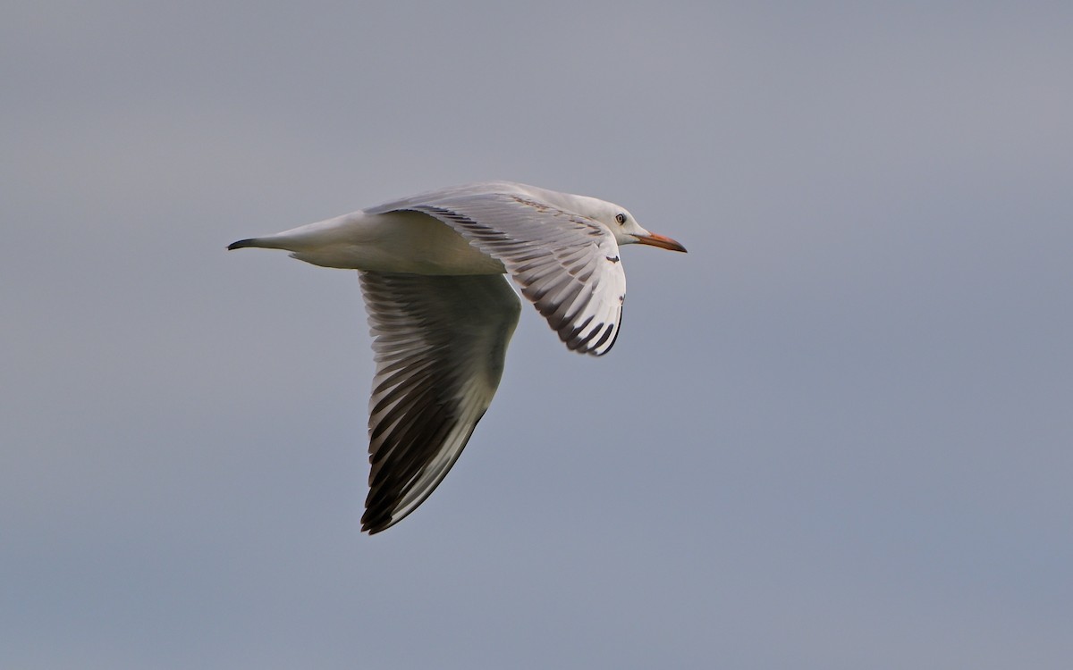 Slender-billed Gull - ML646804302