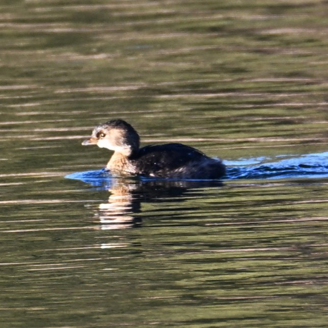 Pied-billed Grebe - ML646804303