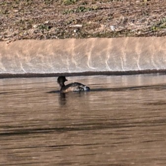 Pied-billed Grebe - ML646804304