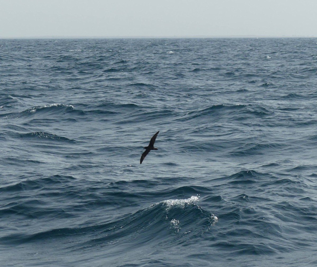 סערונית הודית - ML646804305