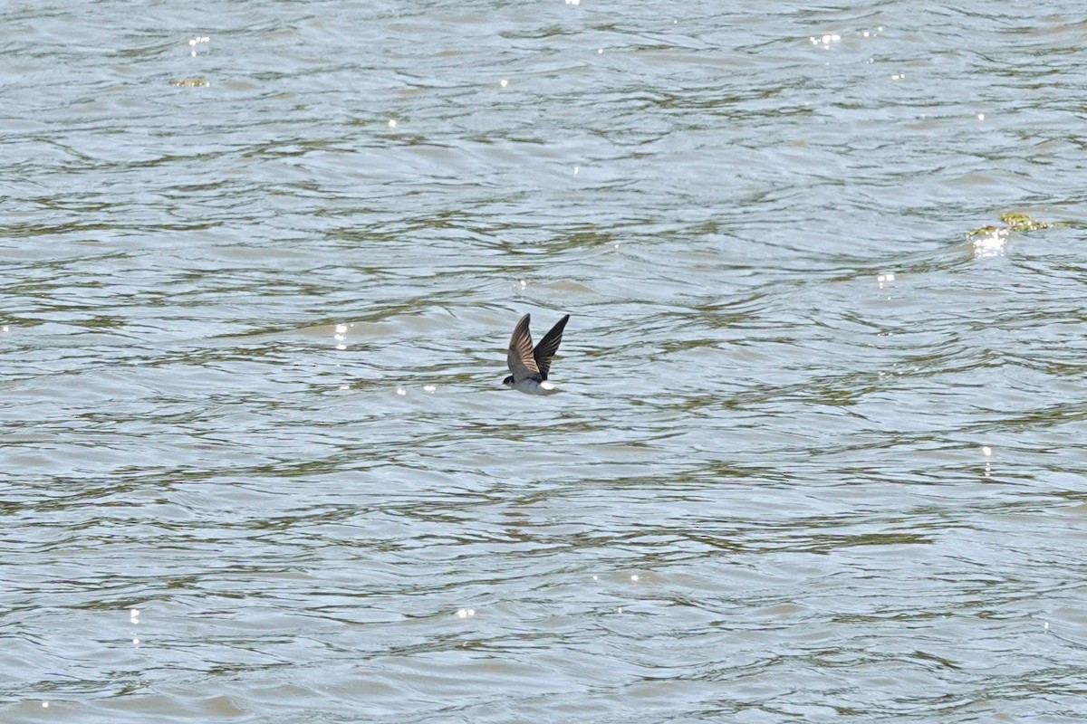 Білозорка лазурова - ML646804306