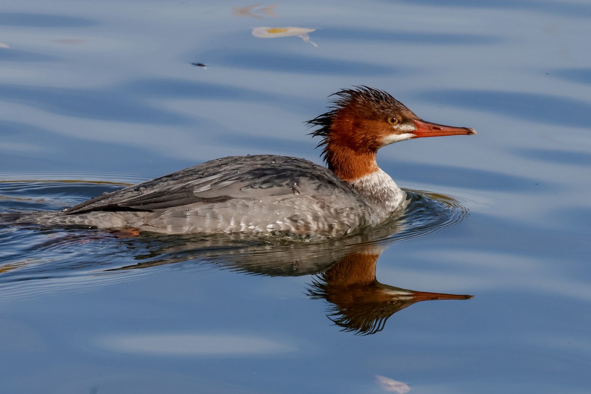 Zerra handia - ML646804307